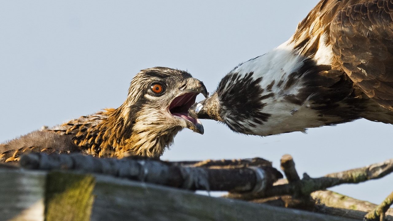 Ospreys