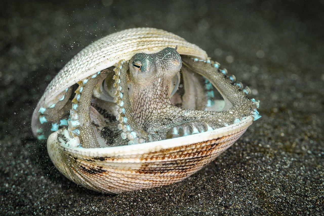 veined octopus peaking out from a clam shell