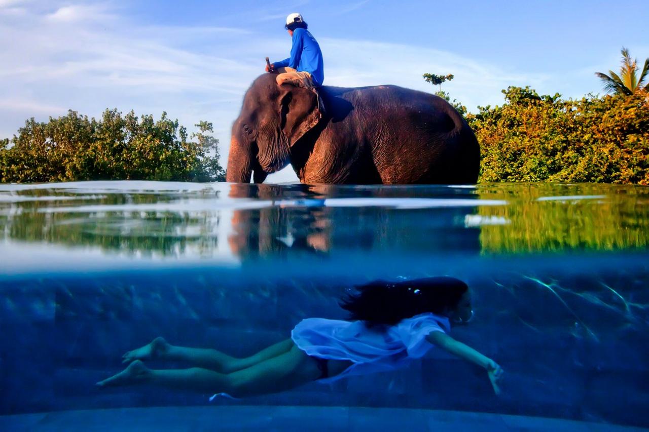 Elephant - Phuket, Thailand