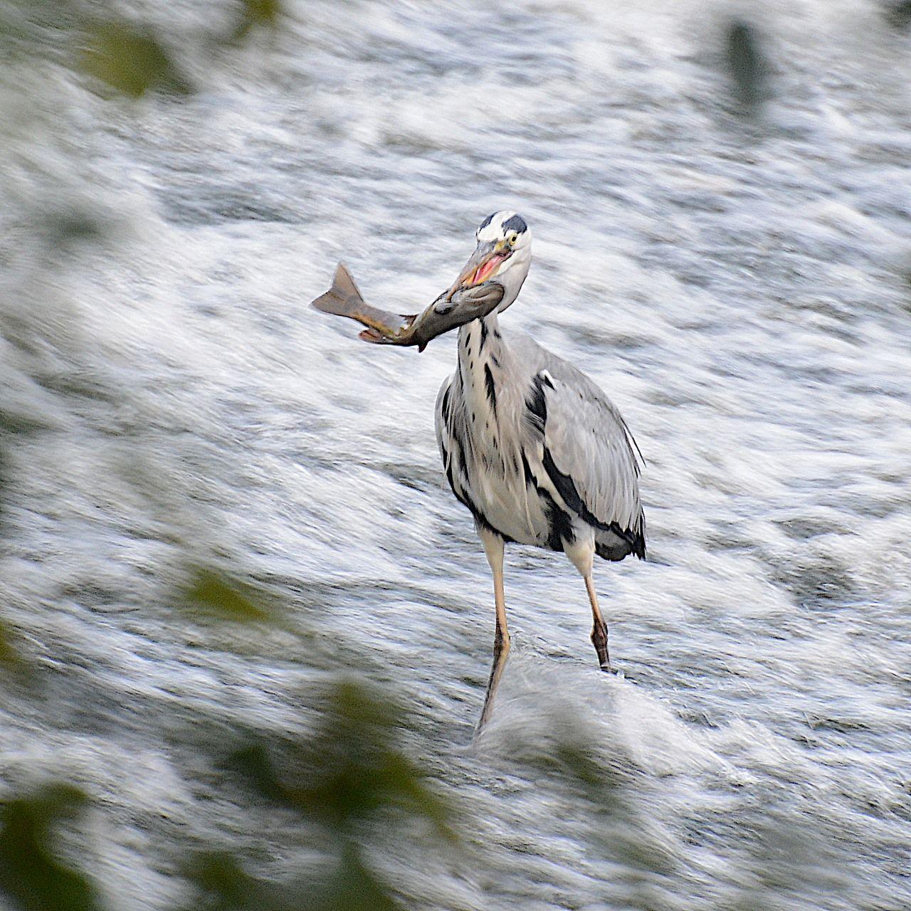 A grey heron stands in running water with a fish in its beak