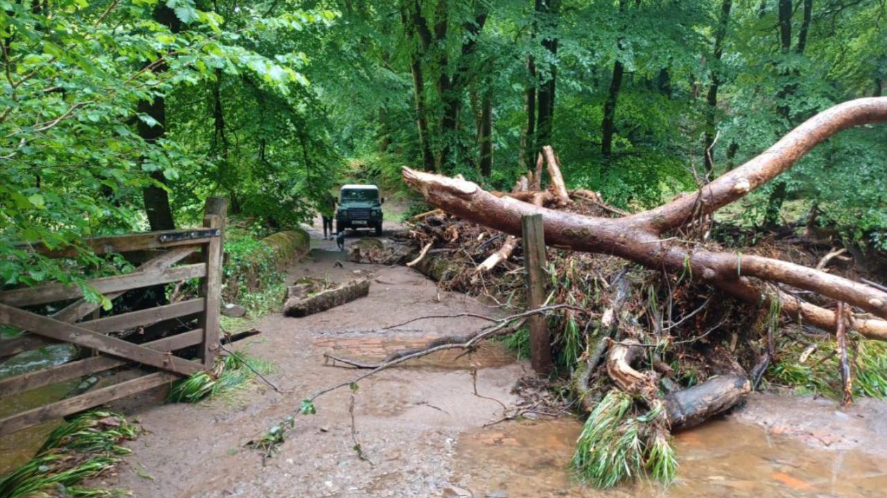 Lots of trees and a gate that's being blocked by a fallen tree. There's a land rover in the distance.
