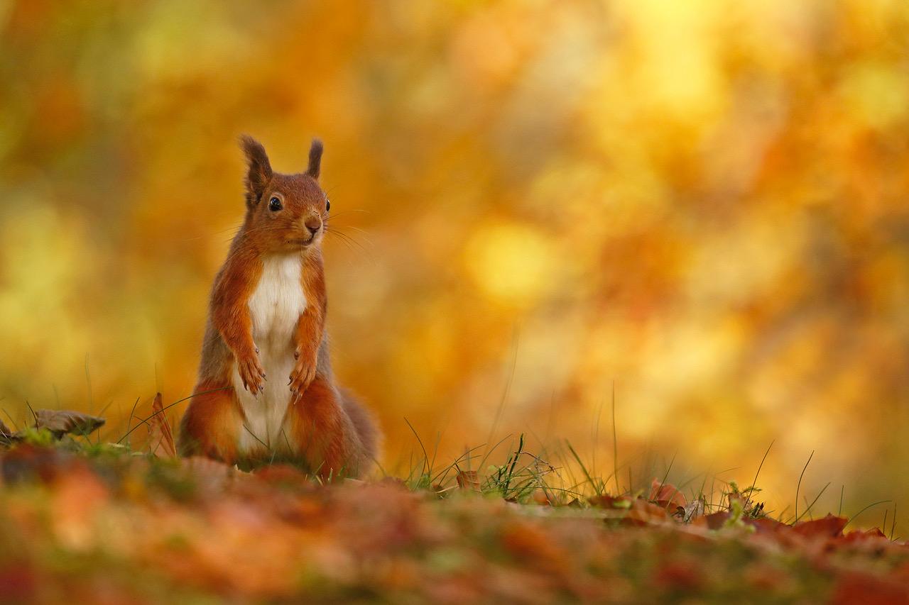 Red squirrel