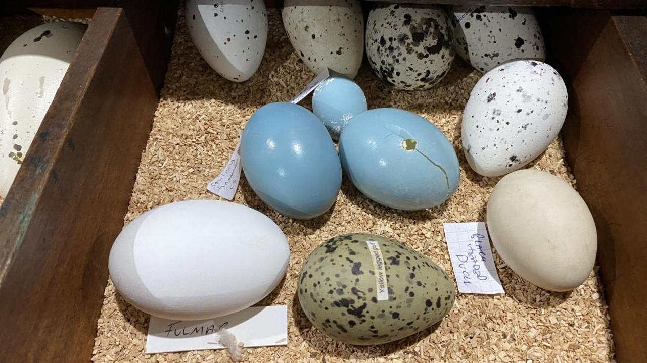 11 eggs sitting on top of wood chippings in a wooden box. They are a variety of colours, including white, blue, and green, with some speckled. There are little pieces of paper under each one to explain what type of bird they came from.