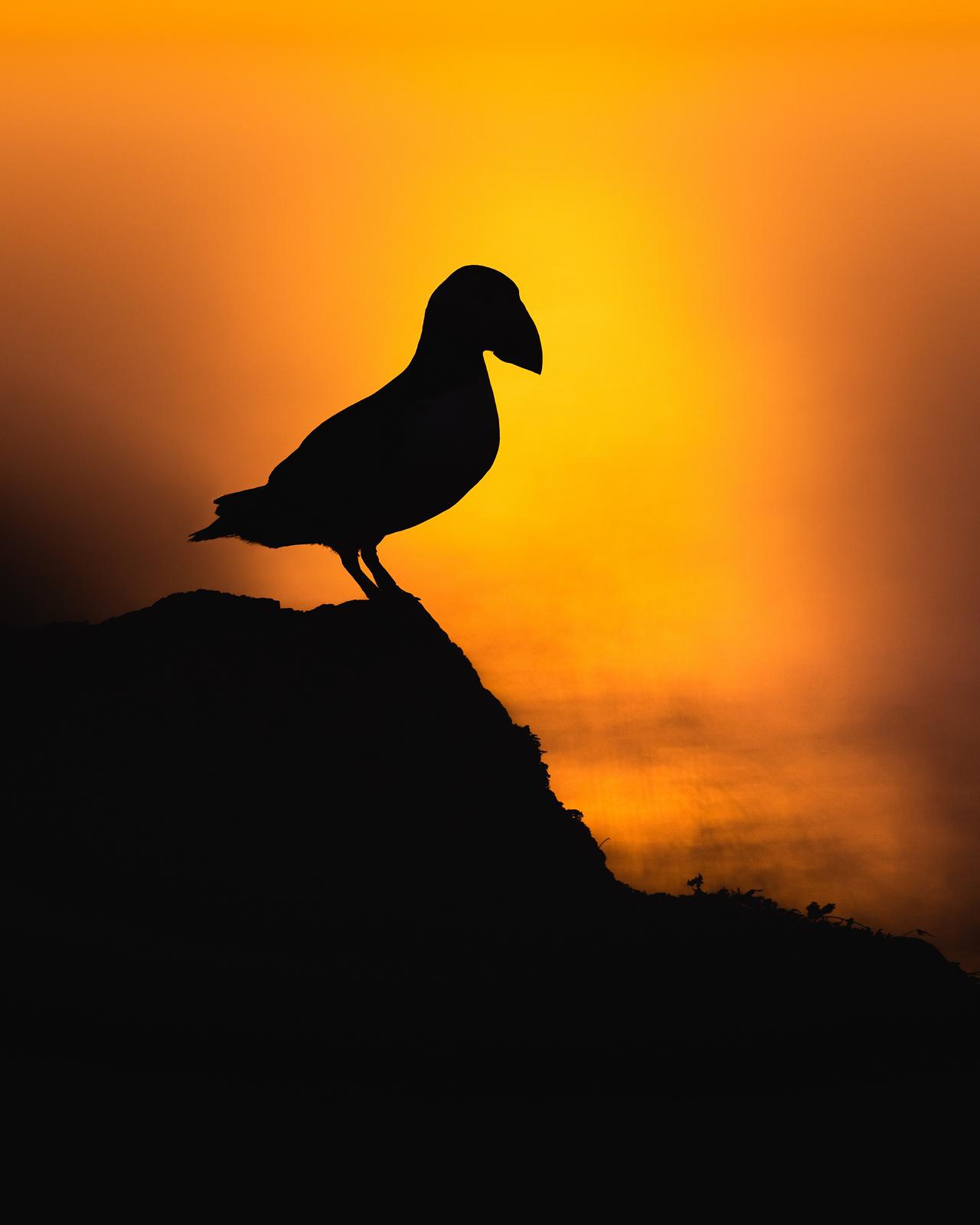 Puffin at sunset