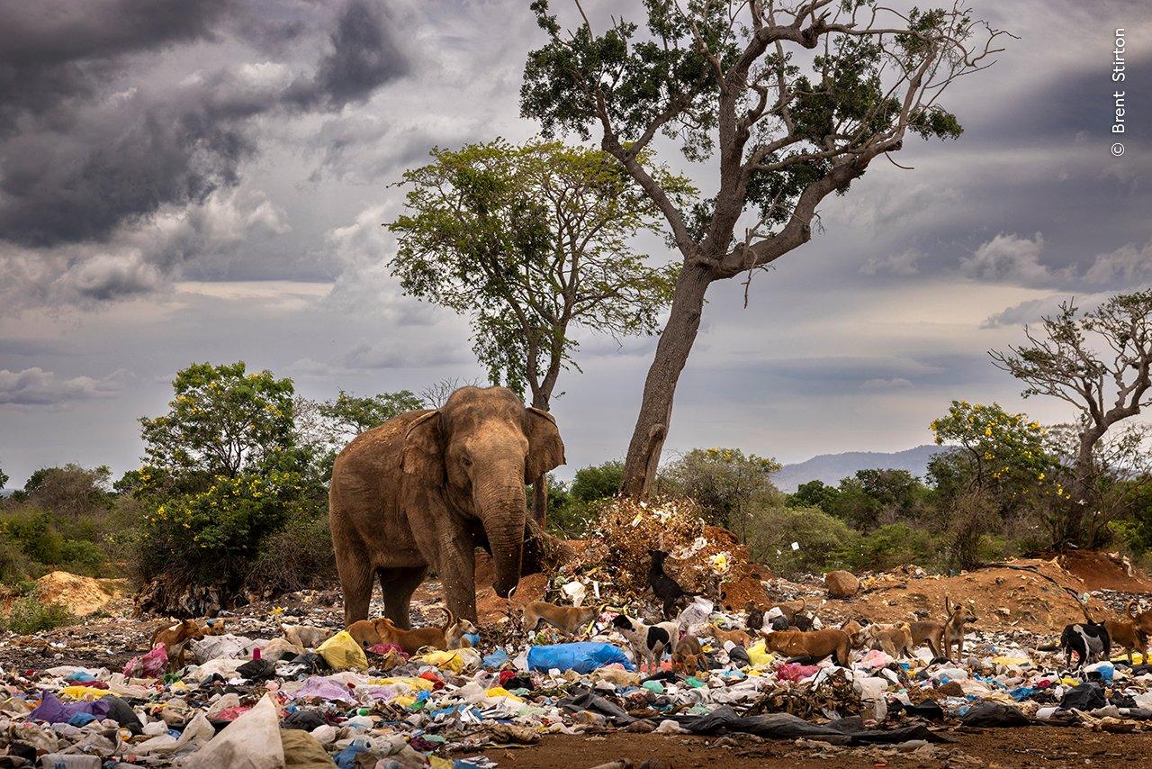 bull-elephant-amongst-garbage.