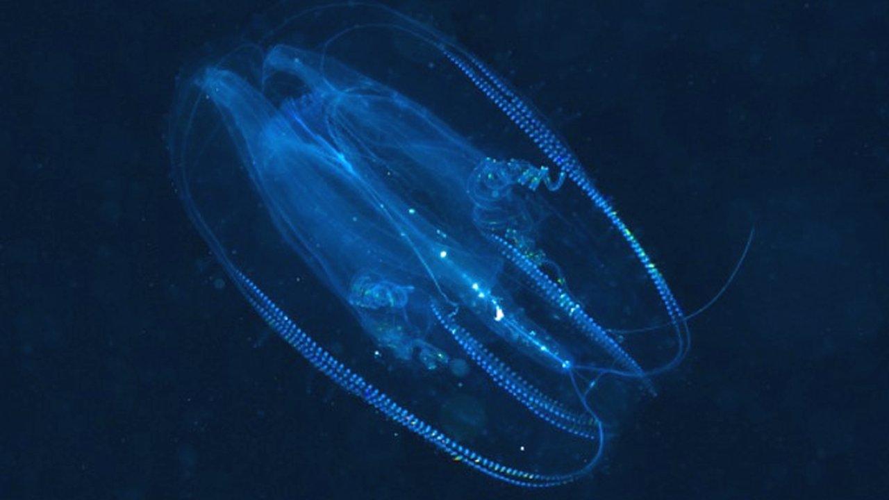 A comb jelly