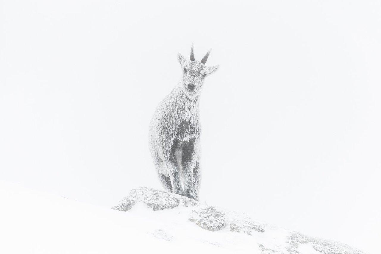 ibex-in-the-French-Alps.