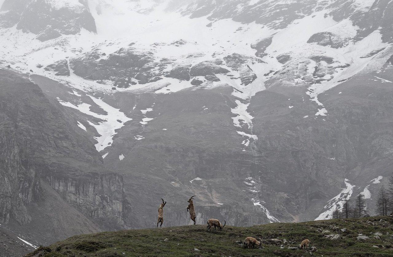 Two male Alpine ibex spar for supremacy in the Pian della Mussa, in northern Italy.