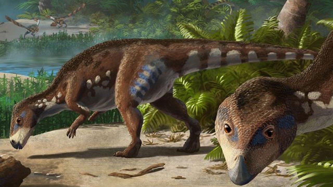 Transylvanosaurus platycephalus.