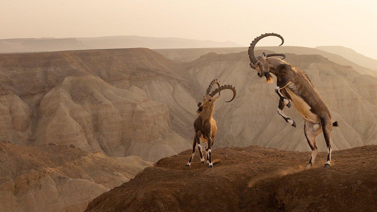 Nubian-ibex.