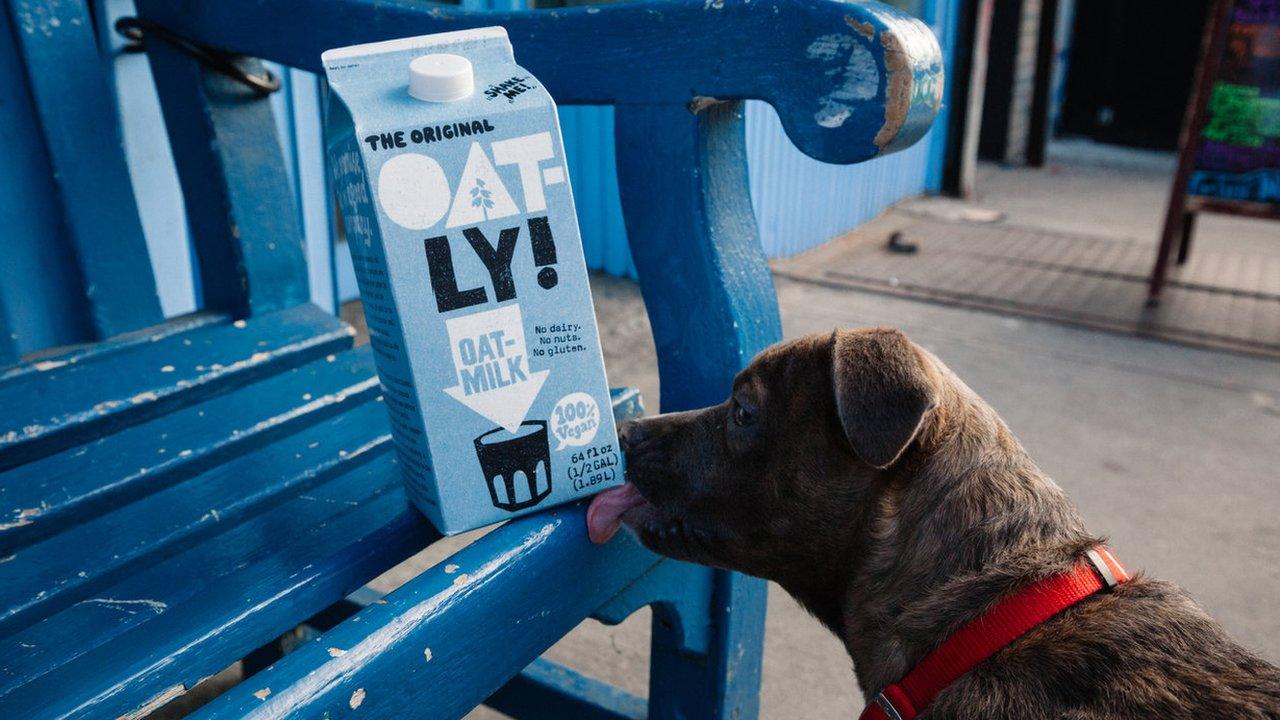 Dog licking an Oatly carton