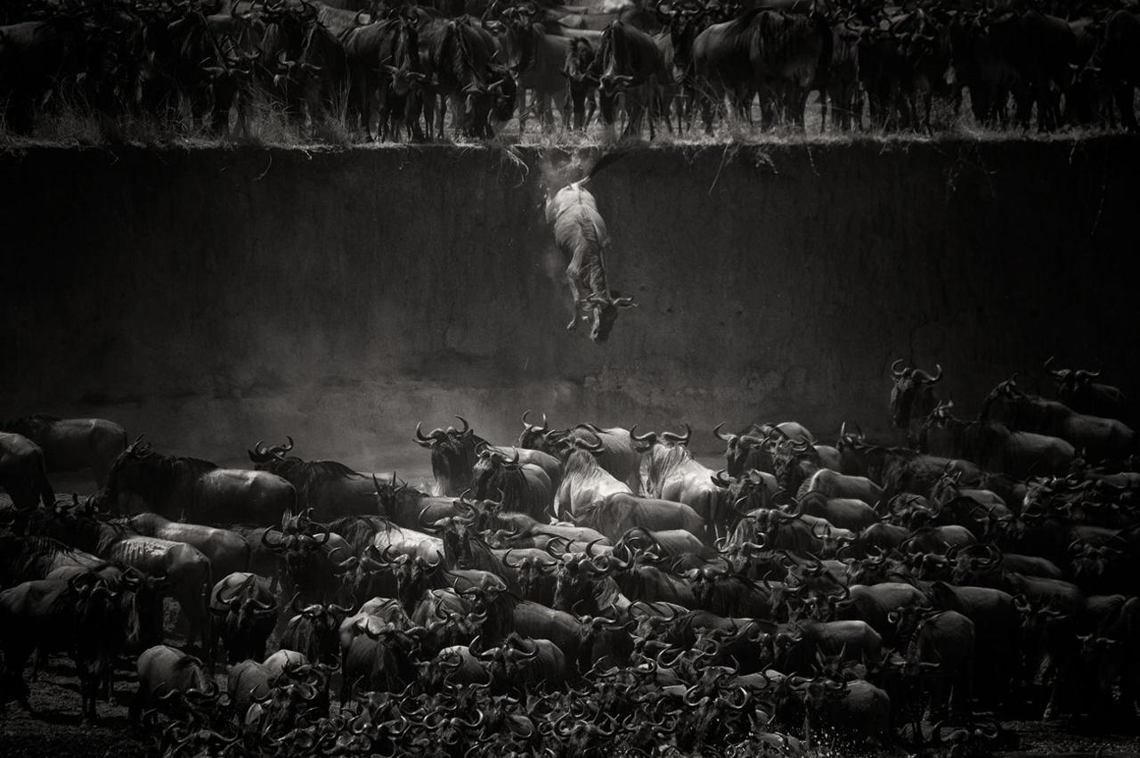 Wildebeest - Mara river, North Serengeti