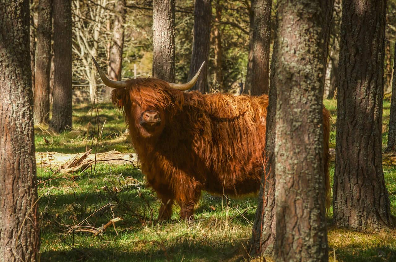 Highland cow in a forested glen