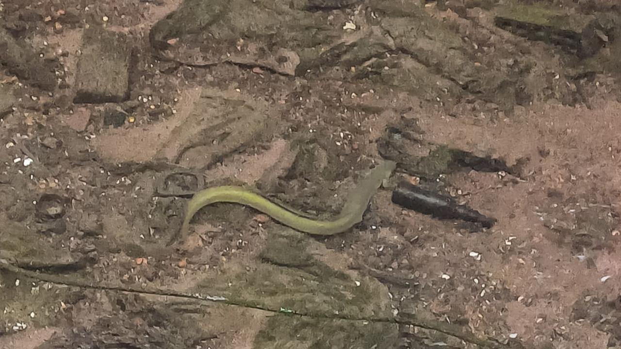 A fuzzy image of the eel on a river bank. It is muddy and there is debris including a bottle scattered around. 