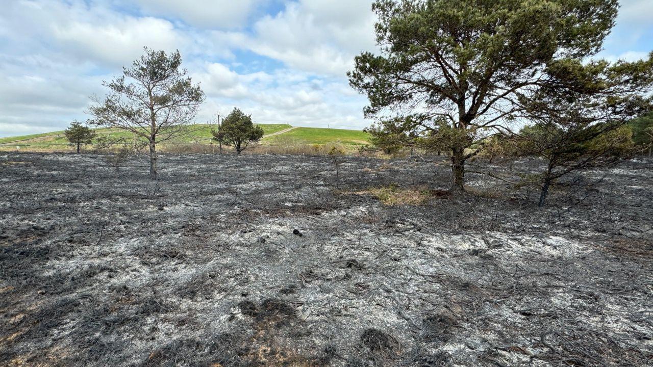 A section of scorched land in Canford Heath. The ground is grey/charred while a few sparse looking green trees remain standing and there are green hills in the background.