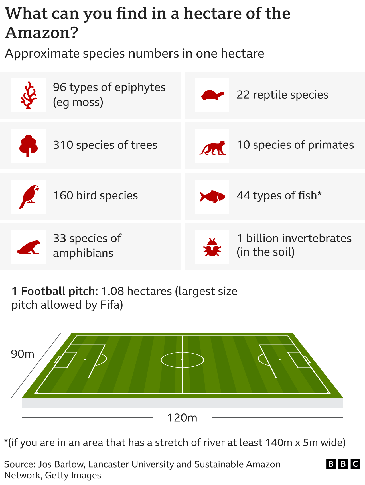 Graphic showing what can be found in a hectare of the Amazon