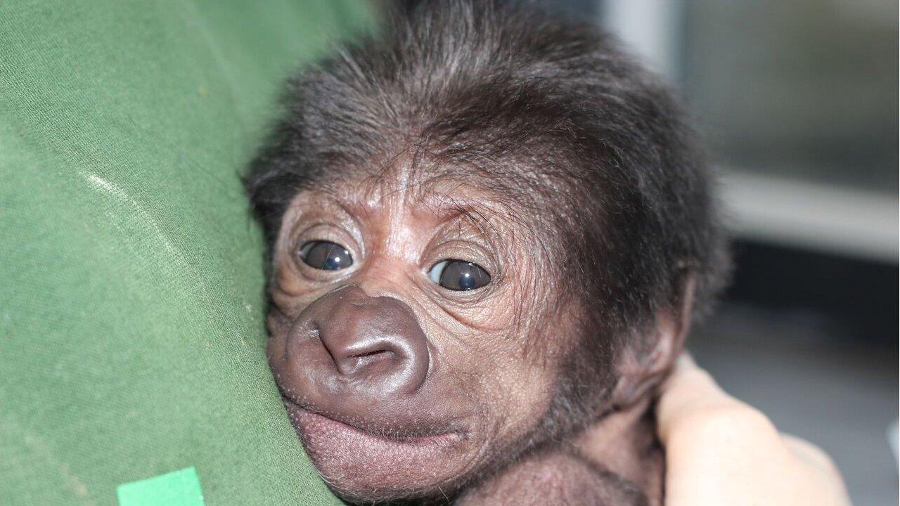 The baby gorilla