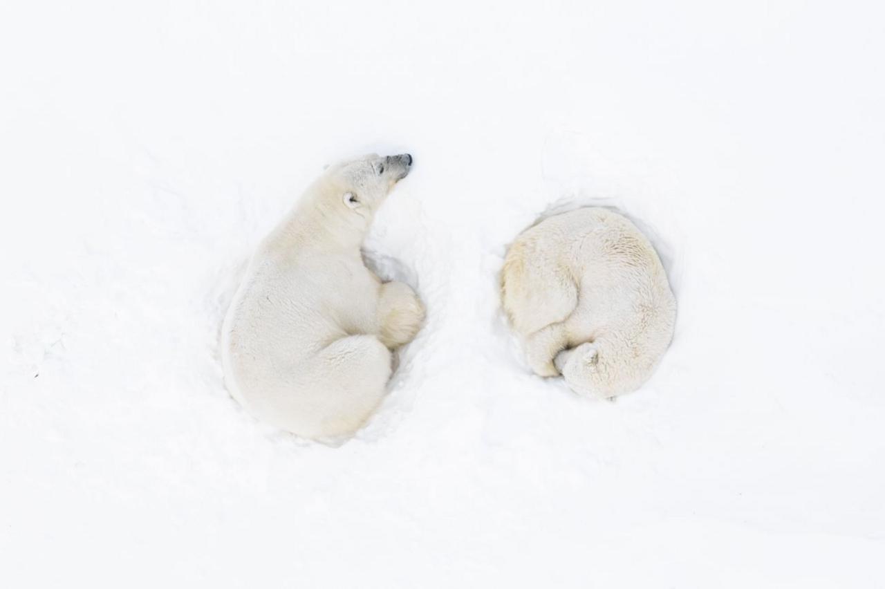 Two polar bears