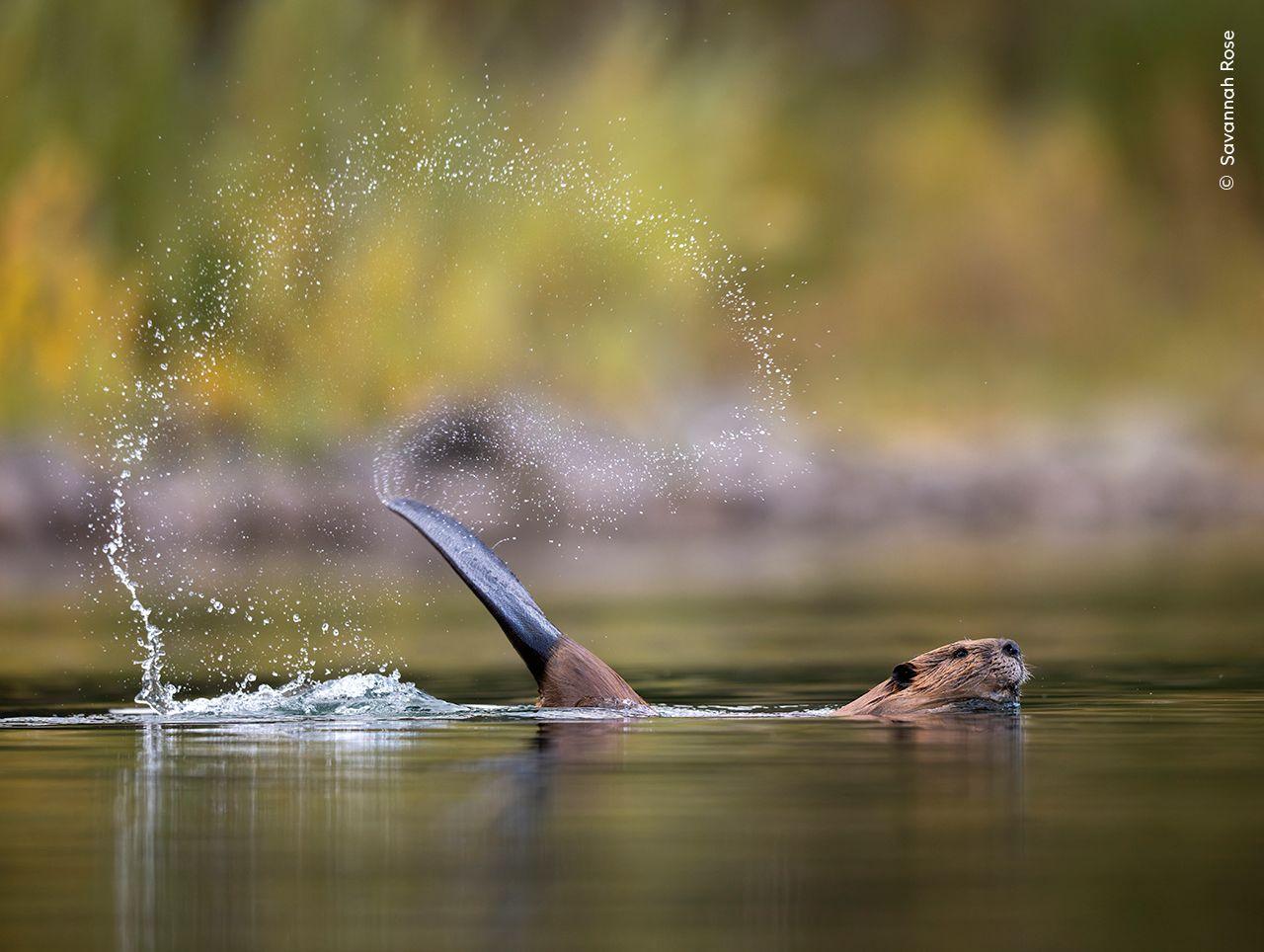 Beaver splashing in a river