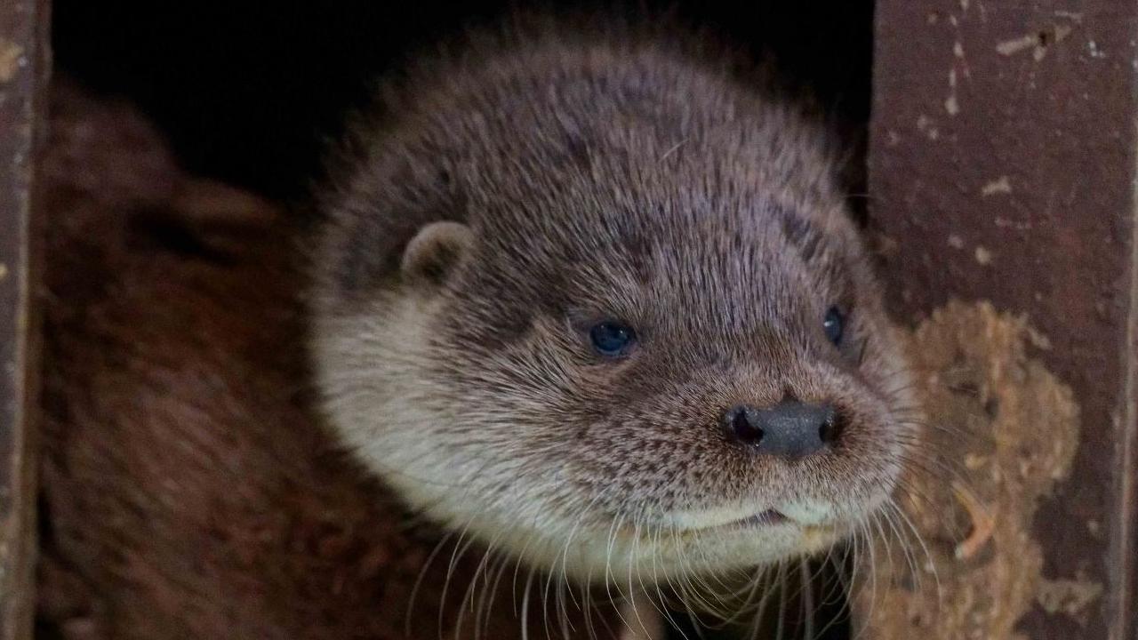 Scratch, the brown otter, seen on top of a otter toy in a brown.
