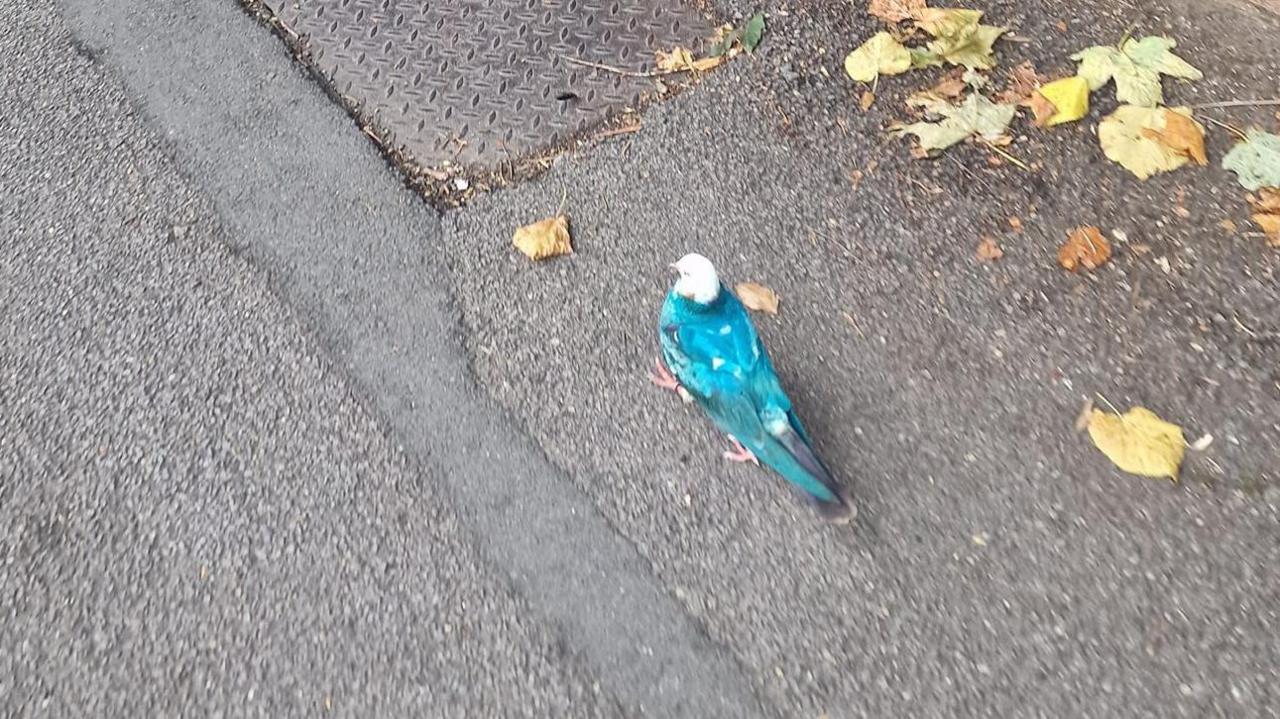 A pigeon with blue feathers walking along a pavement.