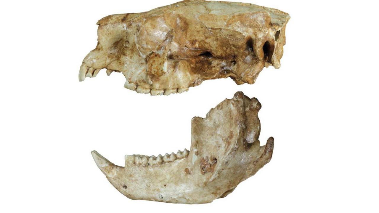 Skull of the WA koala seen on a white background