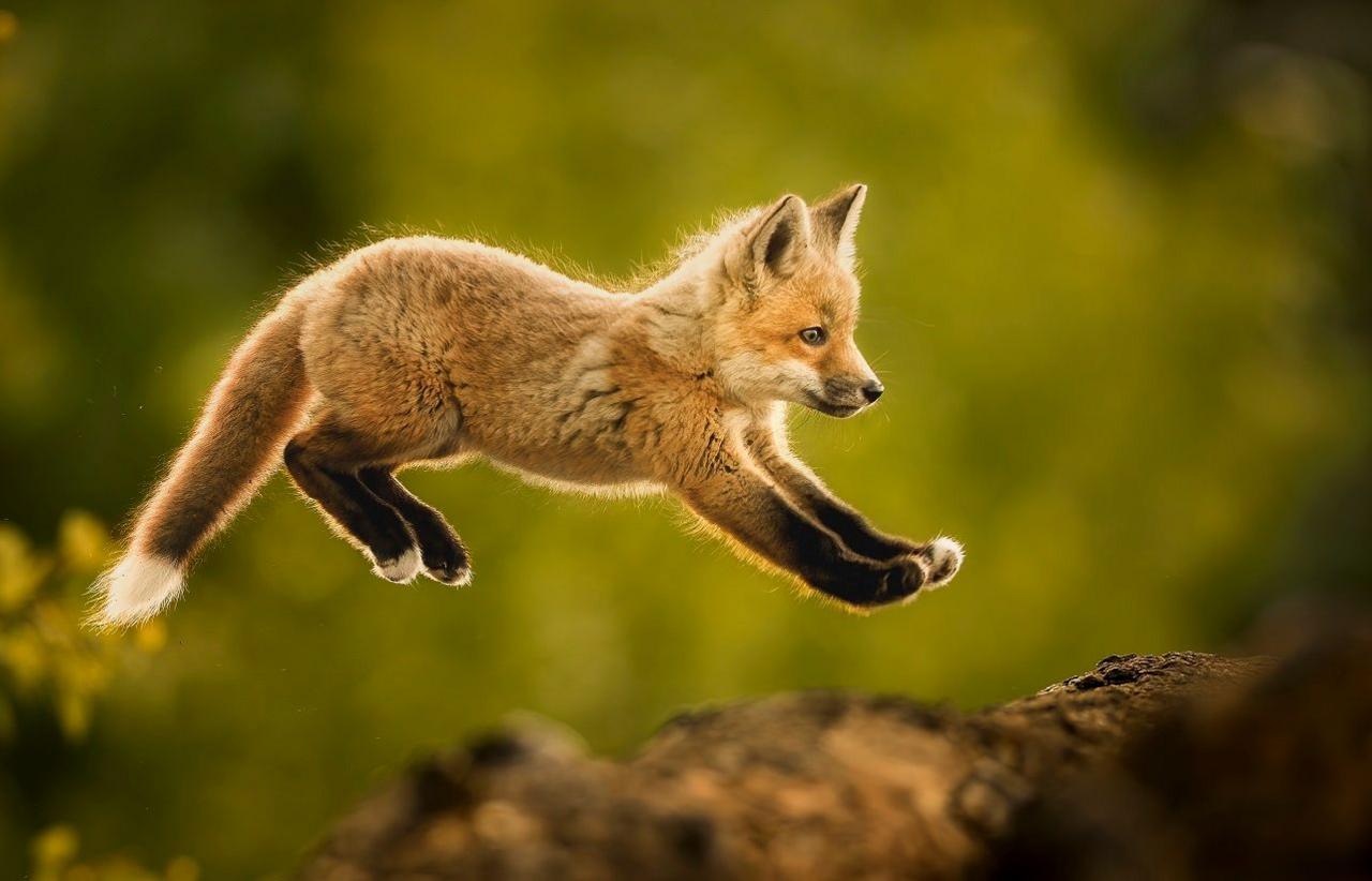 A young fox jumping. 