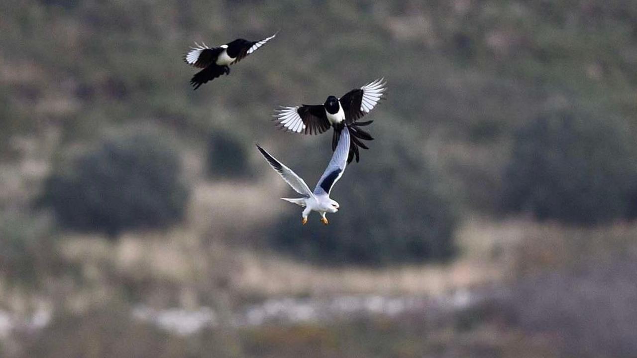 The black-winged kite is in flight and being attacked by two black and white magpies.