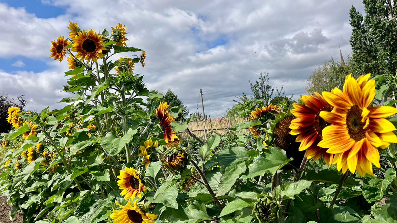 A line of tall sunflowers in a garden in Chaddesley Corbett. Large yellow and red heads sit on tall stems