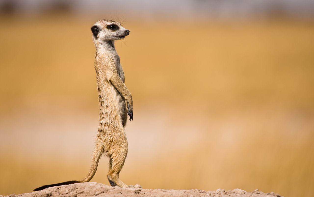 A meerkat on watch for danger against an out-of-focus savannah background