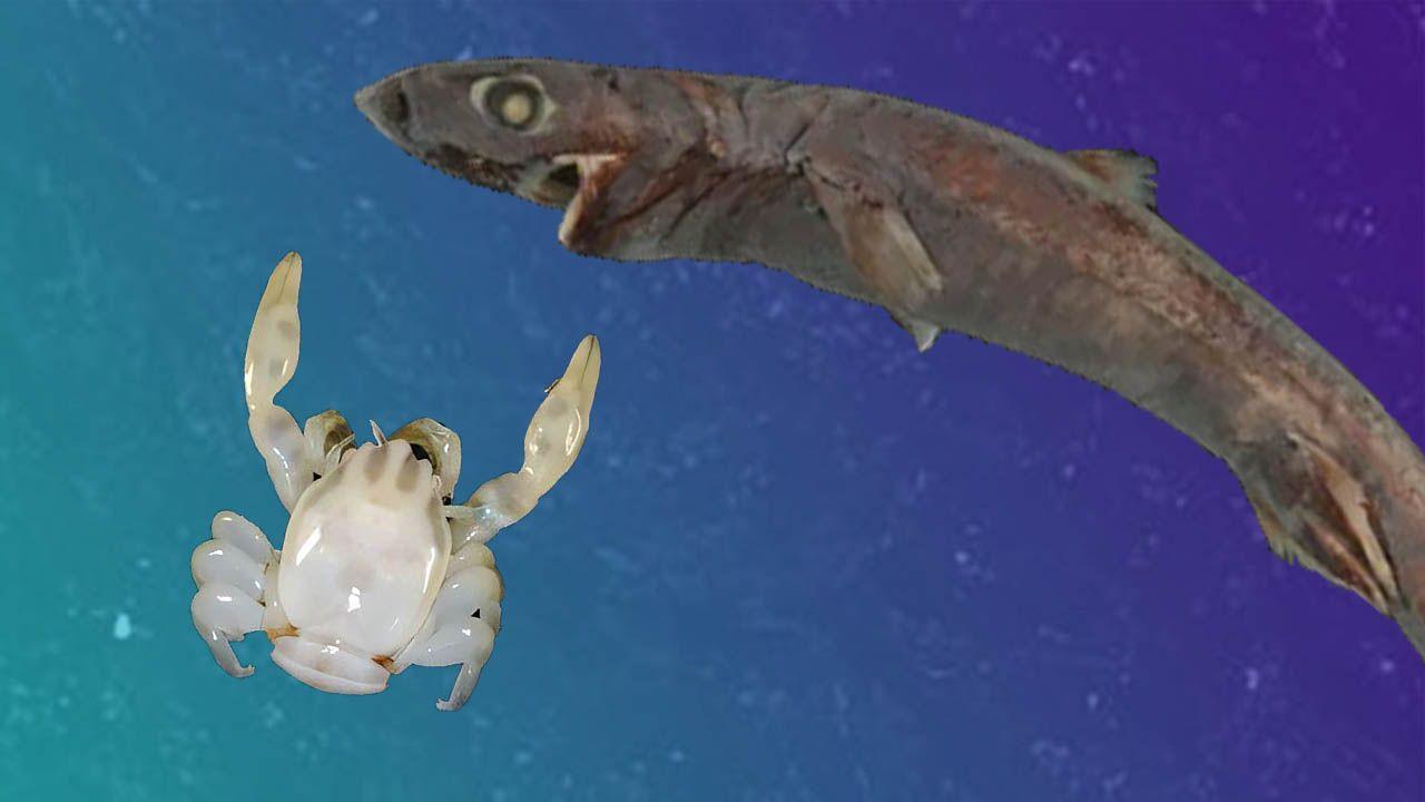 a new species of lantern shark and porcelain crab