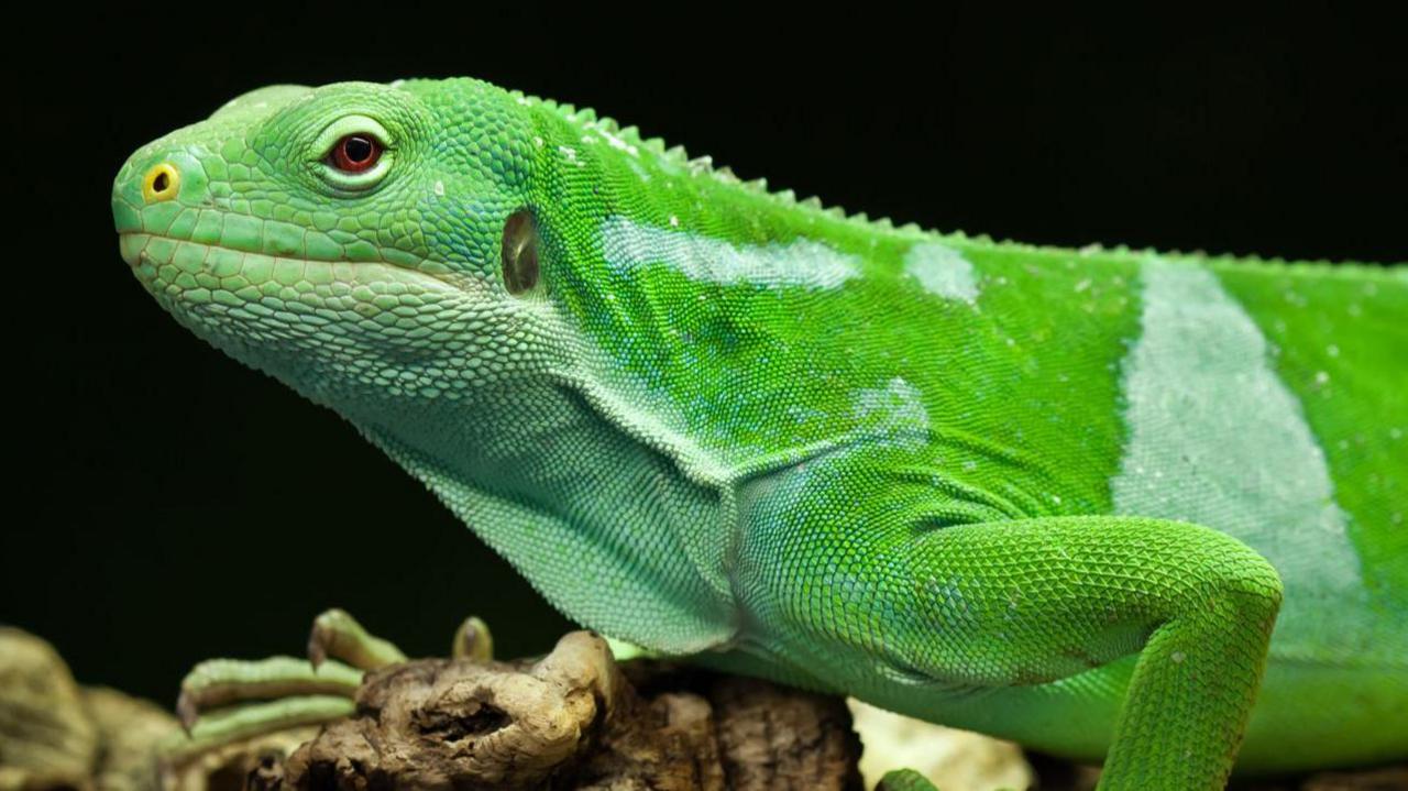 A green Fiji banded iguana sits on a log. You can see its scales and it has red-brown eyes. 