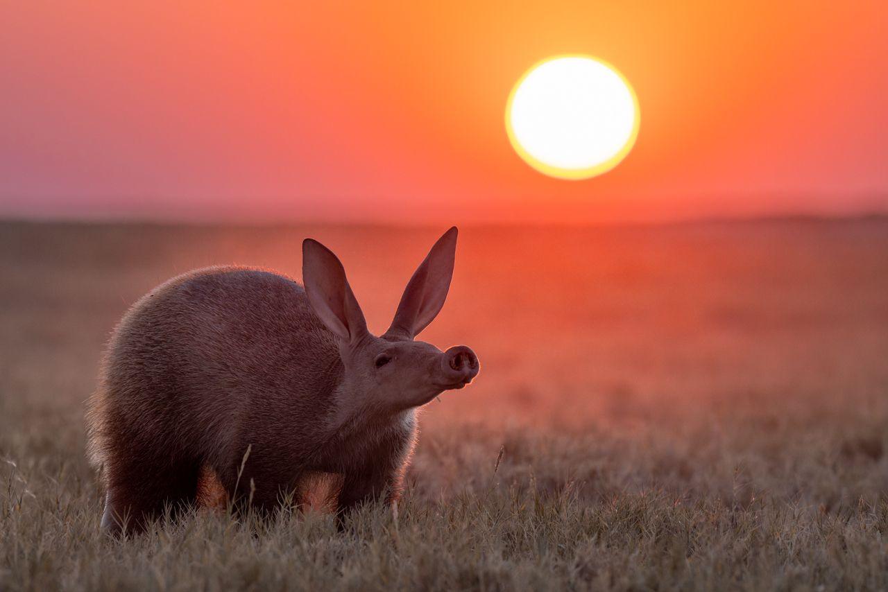 An aardvark stands with its long snout and long ears uplifted. It stands on yellow grass with a golden, pinky sunset setting behind it.