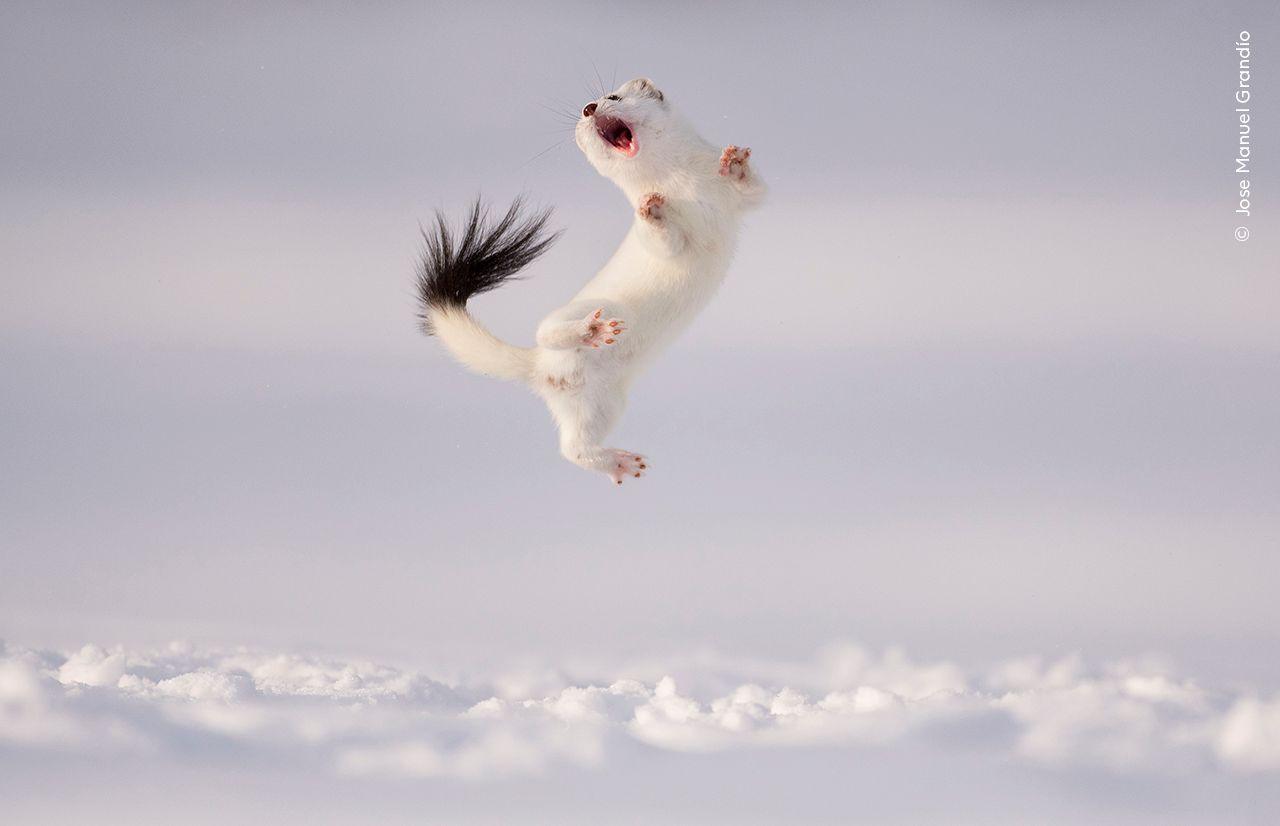 stoat jumping into the air. 