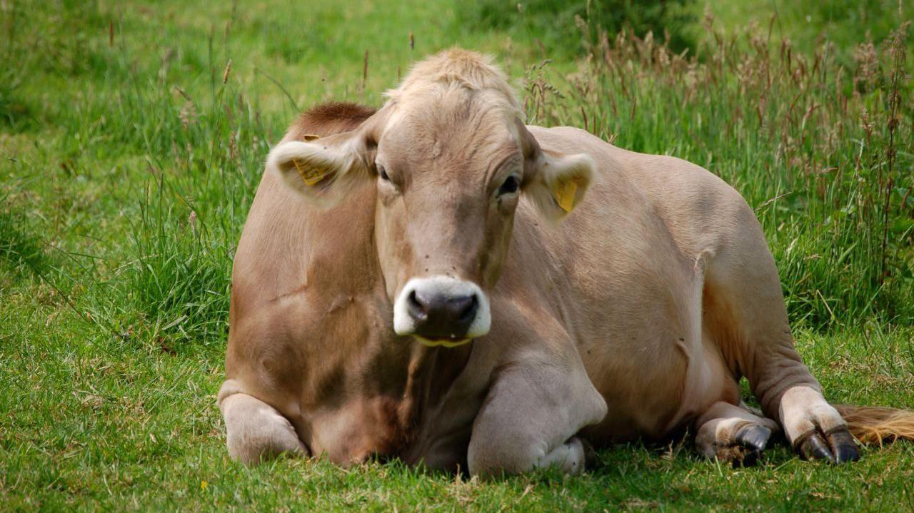 A tan coloured cow lying in a green field. it had yellow tags in its ears.