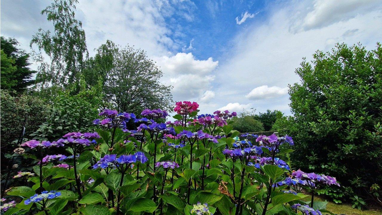 The heads of tall purple and blue flowers in the foreground with shrubs and trees behind and blue sky filled with white clouds
