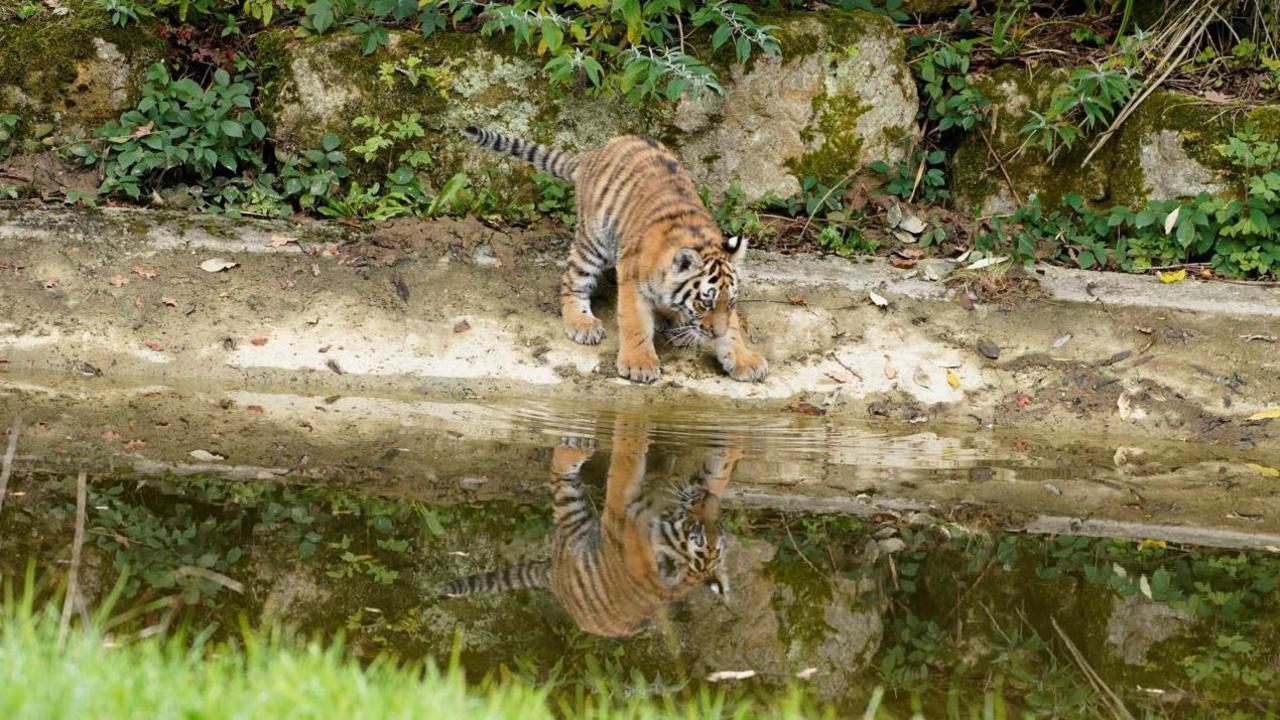 A tiger cub perched on the water's edge, looking at its own reflection in the pond water. The pond is surrounded by sand, grass, and mossy rocks.