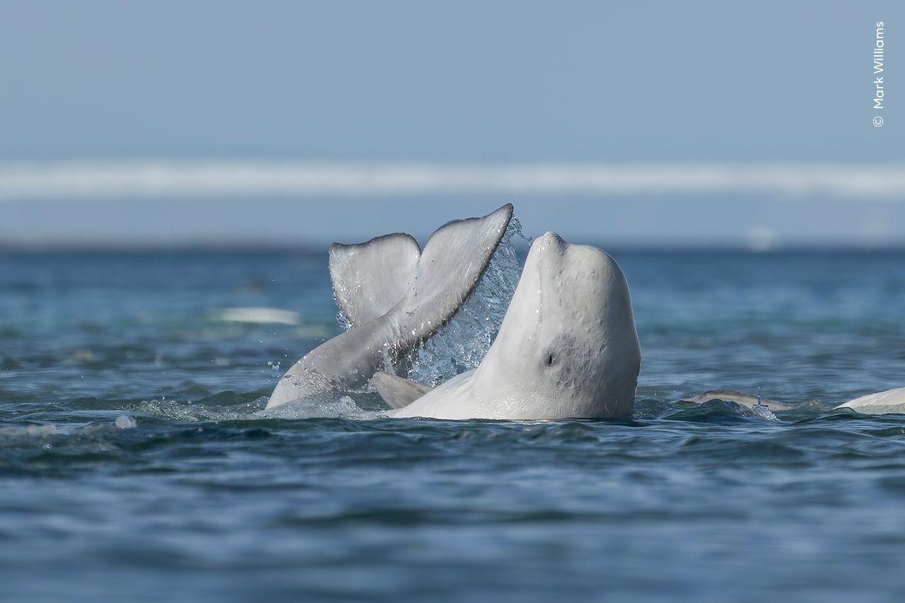 A Beluga whale on its back