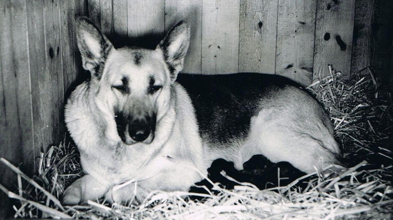 A black and white image of a German Shepherd dog lying on a bale of hay in a kennel. Tiny black puppies be seen huddled against her stomach.