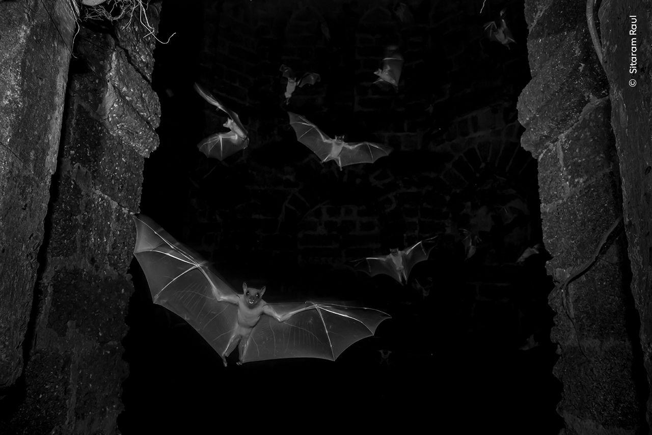 fruit bats wings spread and scattered leaving their roost