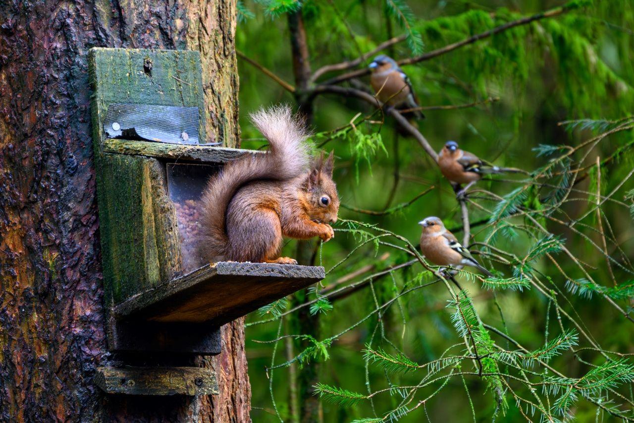 A red squirrel sits on a ledge attached to a tree, while three birds look on.