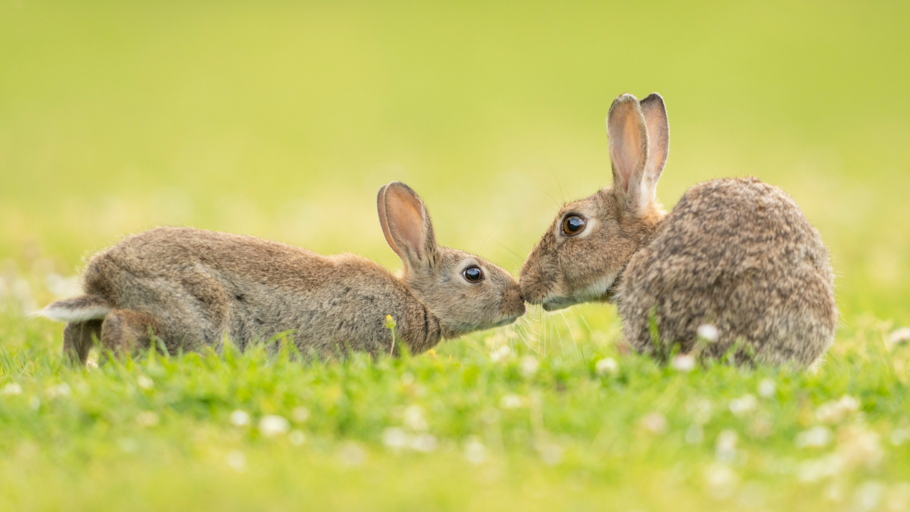 Two small rabbits in a field touching noses, which makes it look as if they are kissing