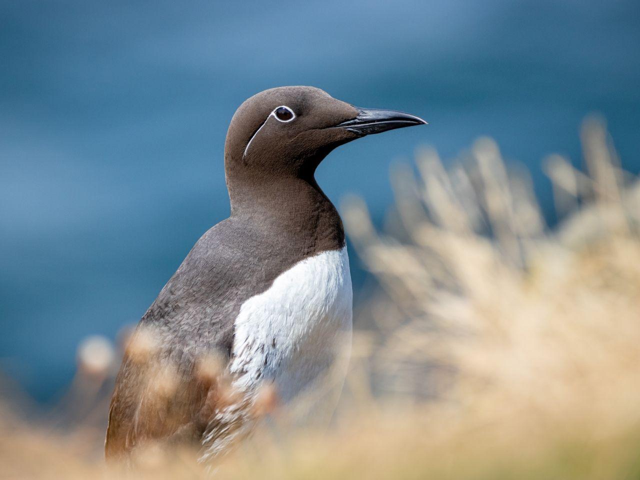 A grey and white bird with a distinctive white line around its eye sits on a cliff.