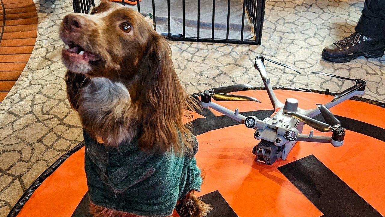 Figgy the Figgy the sprocker spaniel, sat next to a drone on carpet