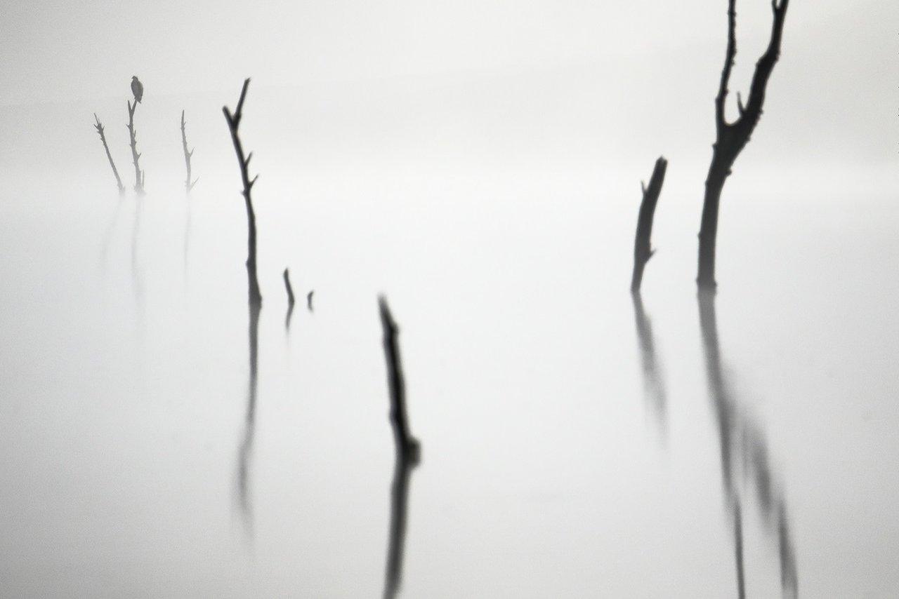 osprey in foggy scene