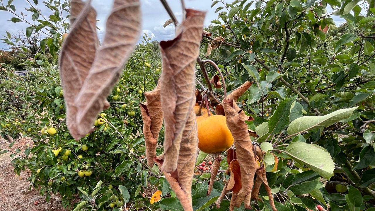 Close-up image of brown and shrivelled leaves on an apple tree next to two yellow apples. More apple trees can be seen in the background.