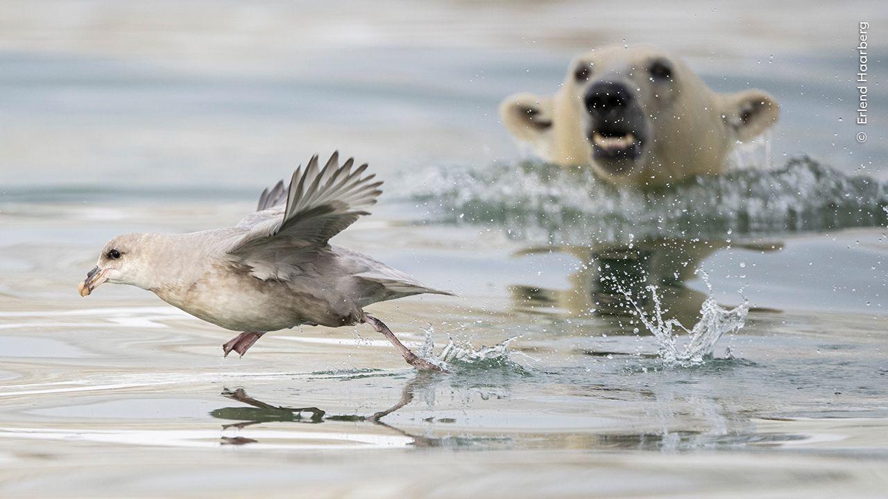 Polar bear in the water near a bird