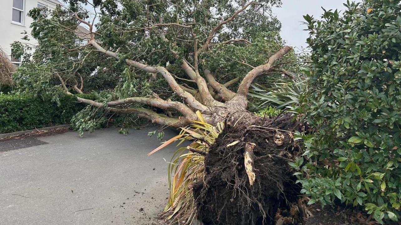 A fallen tree blocks a road with roots showing and foliage and a house behind.