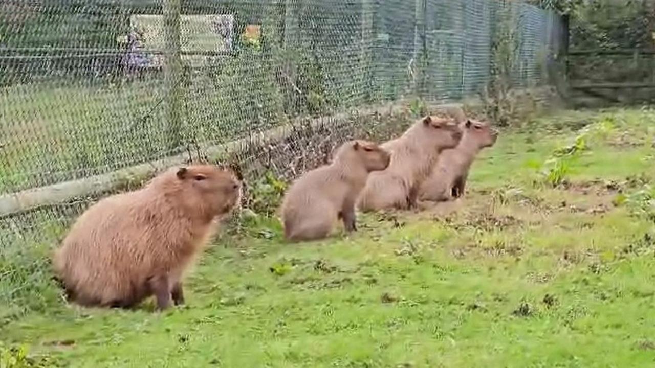 Four capybaras - rescued Cinnamon with her brother Churro and her parents - seen together in a field.