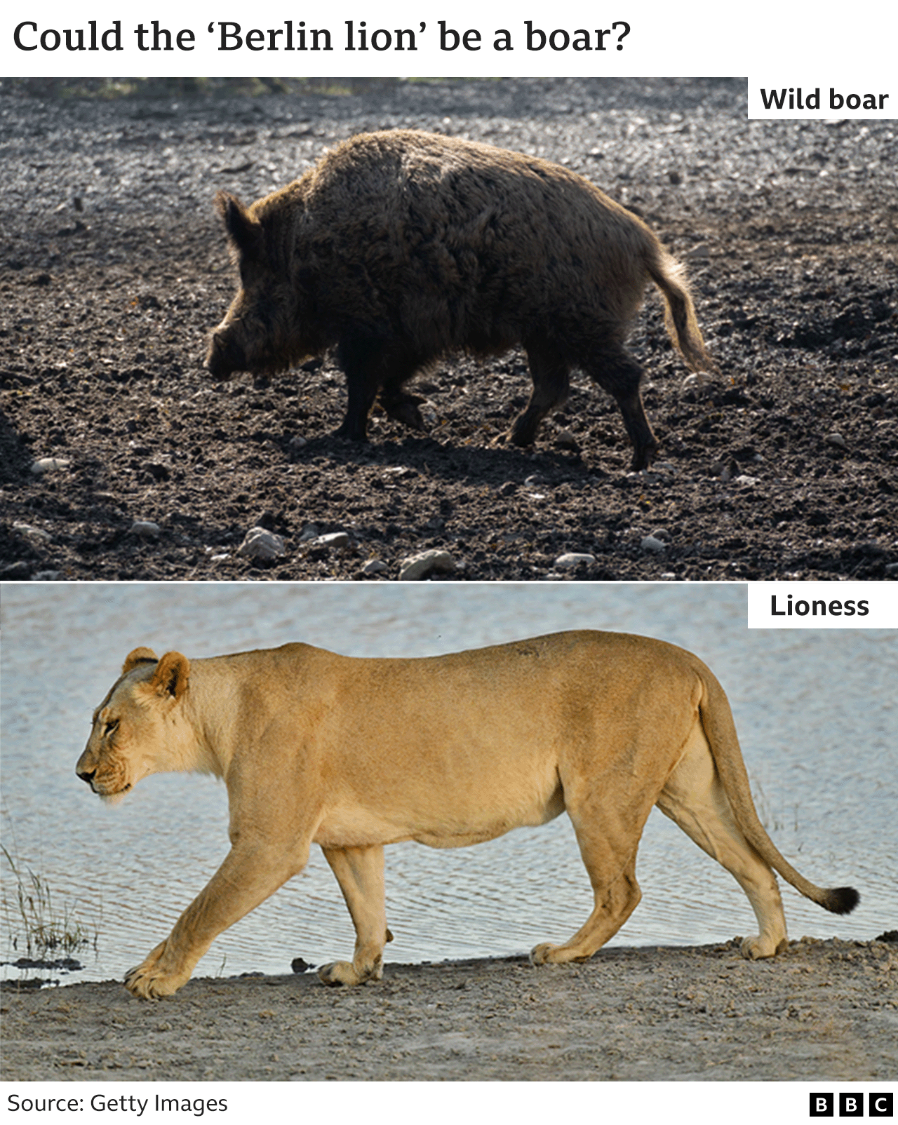 File photos of a wild boar (top) and a lioness